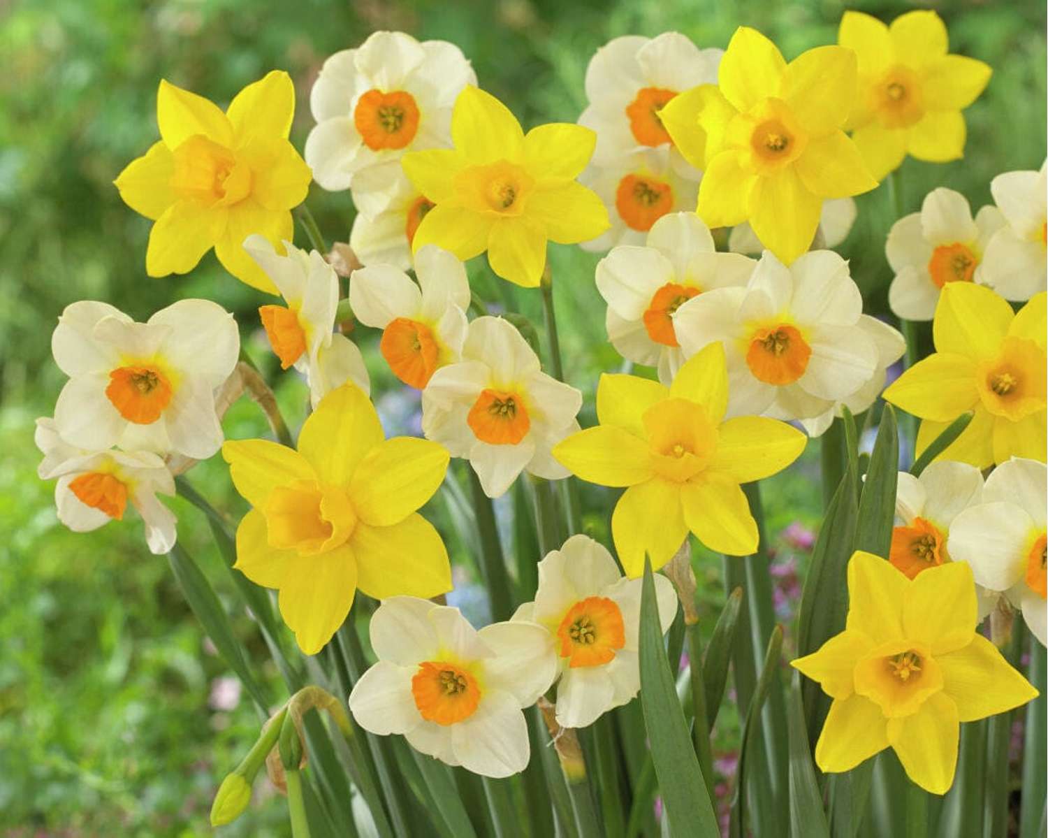 Narcissenmengsel 'Sweet Flower'